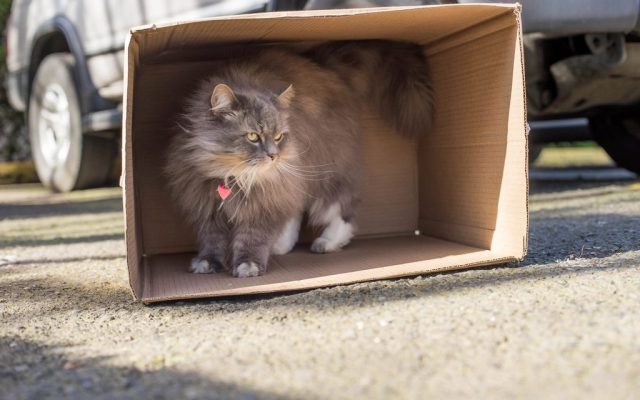 Gato dentro de uma caixa de papelão aberta, observando o ambiente com curiosidade