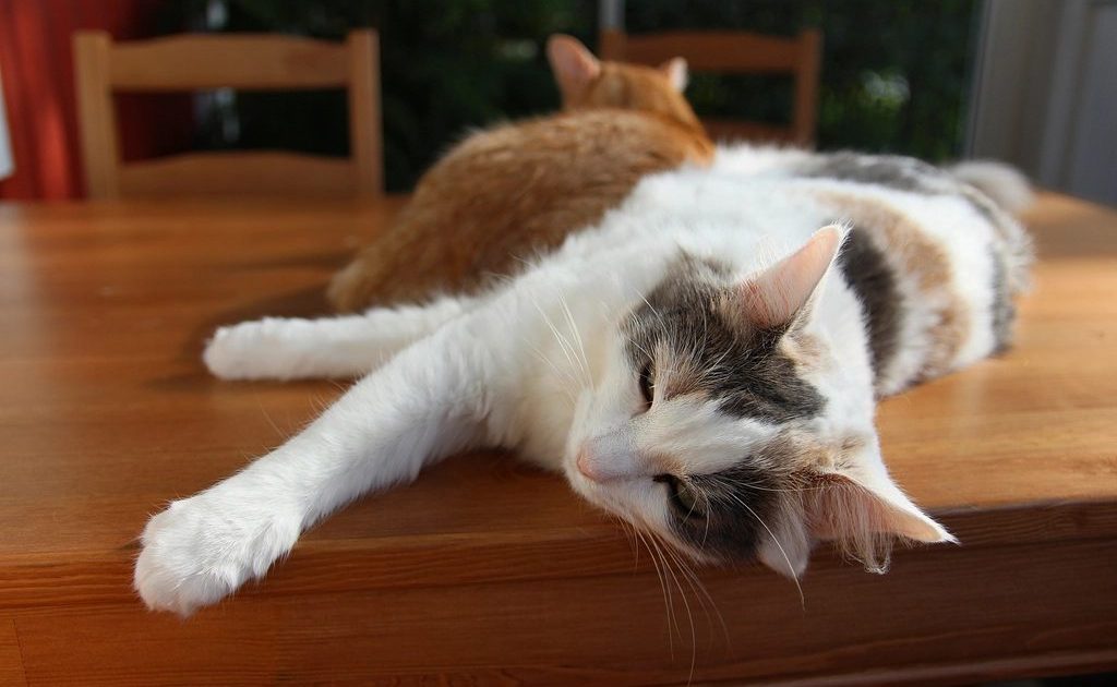 Dois gatos deitados juntos sobre uma mesa de madeira