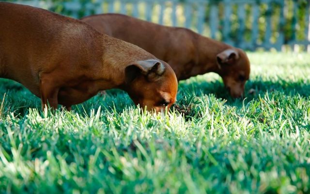 Dois cães dachshund farejando e procurando comida na grama