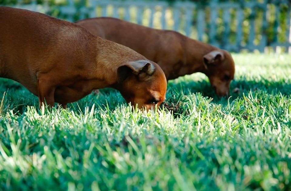 Dois cães dachshund farejando e procurando comida na grama