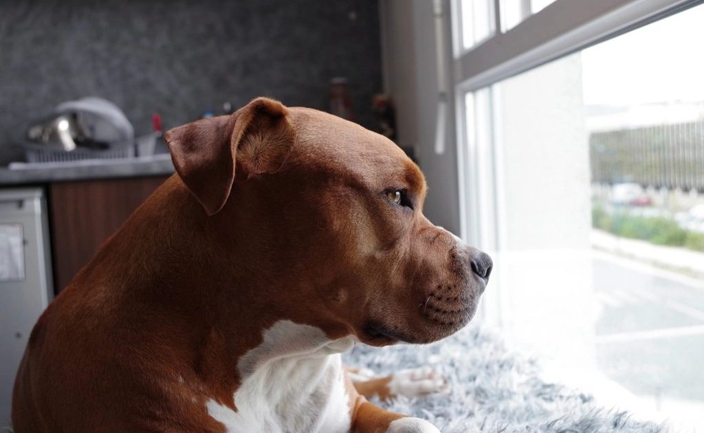 Cão marrom deitado perto da janela, olhando para fora enquanto espera