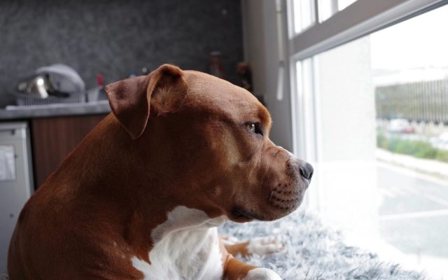 Cão marrom deitado perto da janela, olhando para fora enquanto espera