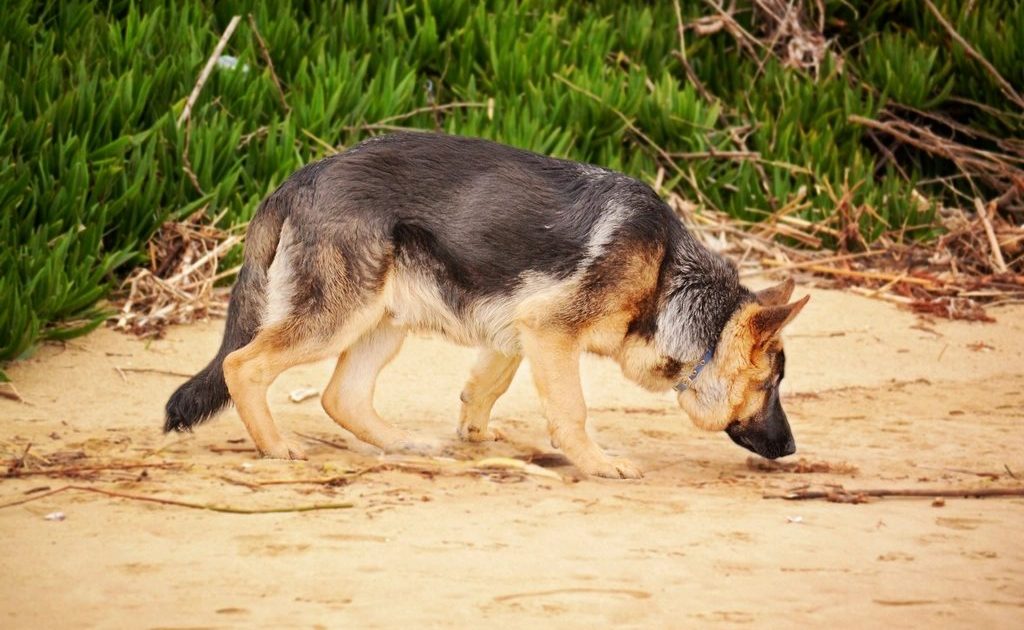 Pastor alemão farejando o chão de areia durante uma atividade ao ar livre