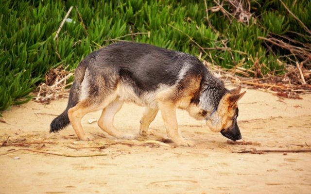 Pastor alemão farejando o chão de areia durante uma atividade ao ar livre