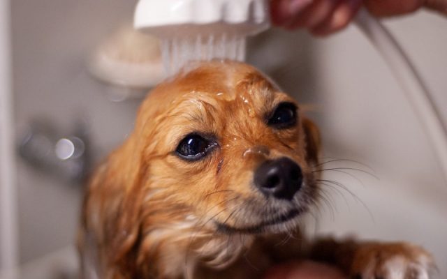Cão de pelo molhado sendo secado com carinho dentro de casa