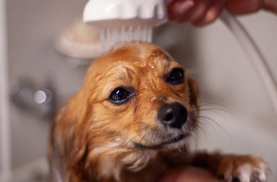 Cão de pelo molhado sendo secado com carinho dentro de casa