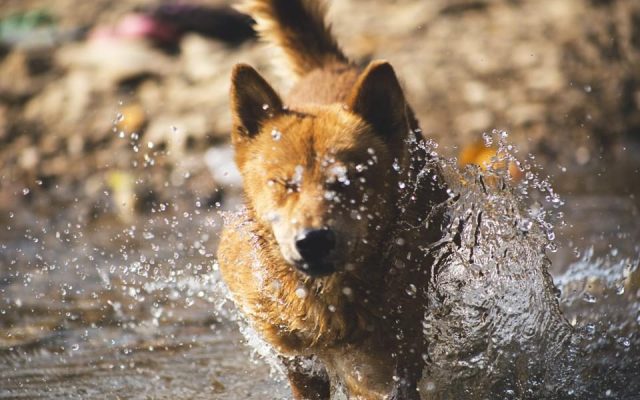 Cão correndo na água rasa para se refrescar em um dia quente