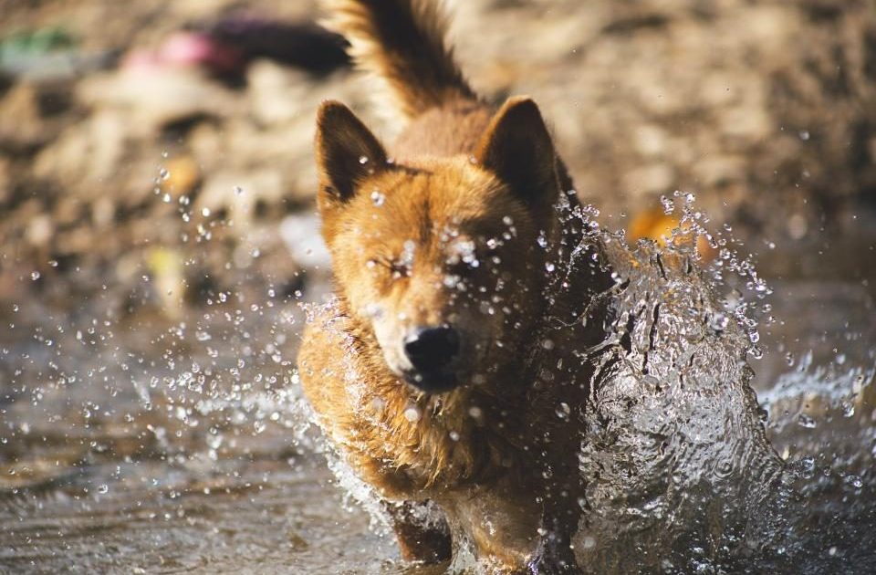 Cão correndo na água rasa para se refrescar em um dia quente