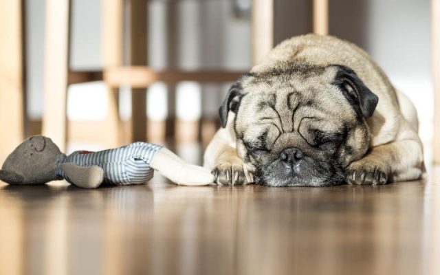 Pug deitado no piso de casa ao lado de brinquedos