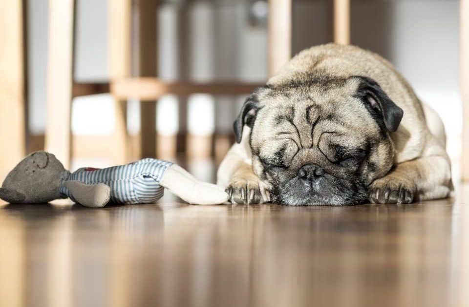 Pug deitado no piso de casa ao lado de brinquedos