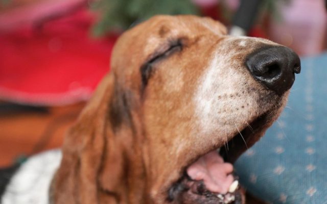 Cão basset idoso bocejando relaxado em casa