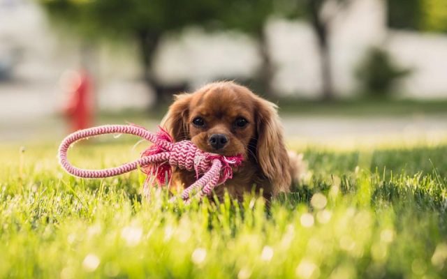 Cachorro cavalier deitado na grama brincando com uma corda colorida