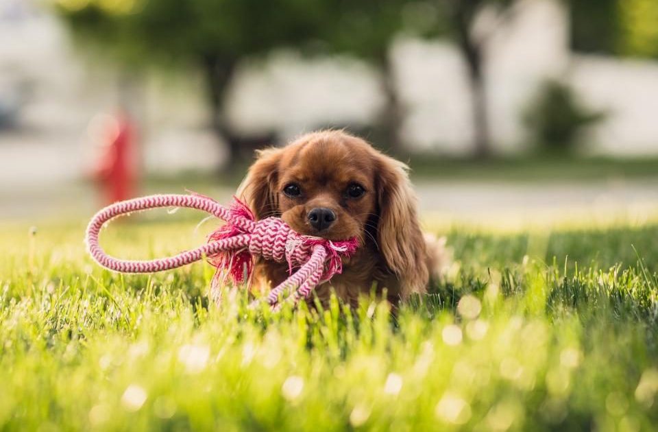 Cachorro cavalier deitado na grama brincando com uma corda colorida