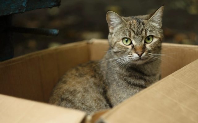 Gato tigrado deitado dentro de uma caixa de papelão