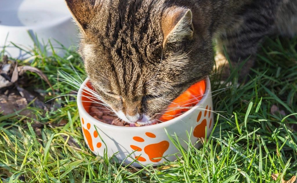 Gato comendo ração em um pote colorido