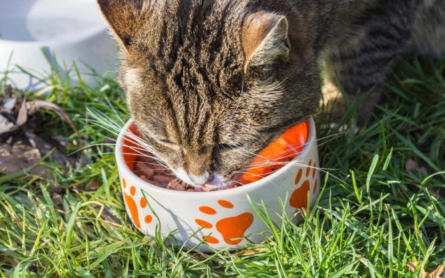 Gato comendo ração em um pote colorido