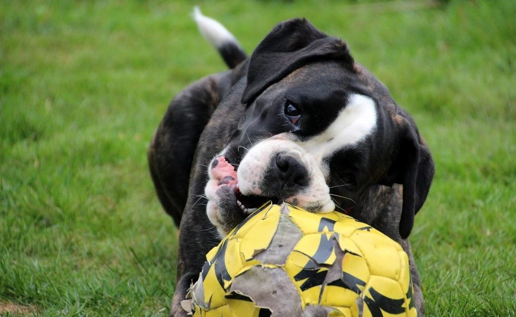 Filhote de boxer mordendo uma bola na grama