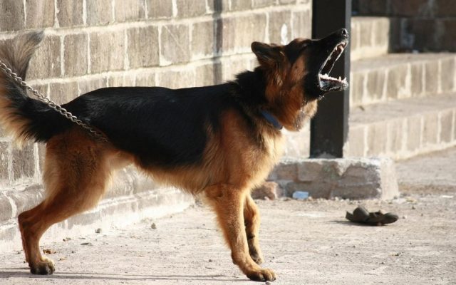 Cão pastor latindo parado em uma calçada de pedra