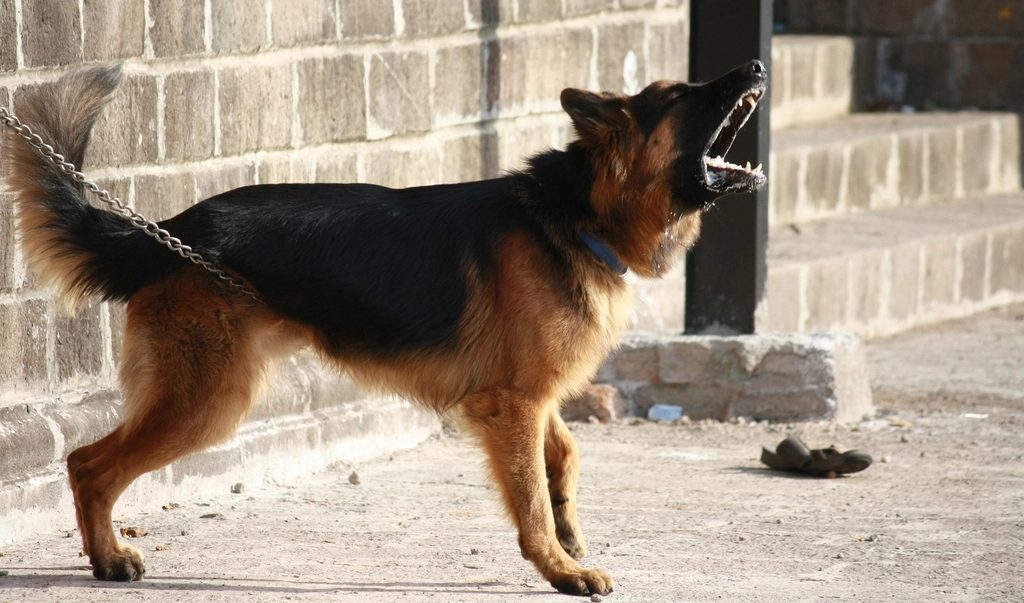 Cão pastor latindo parado em uma calçada de pedra