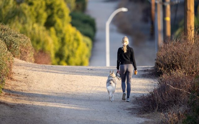 Tutora caminhando com o cão na guia por uma rua arborizada