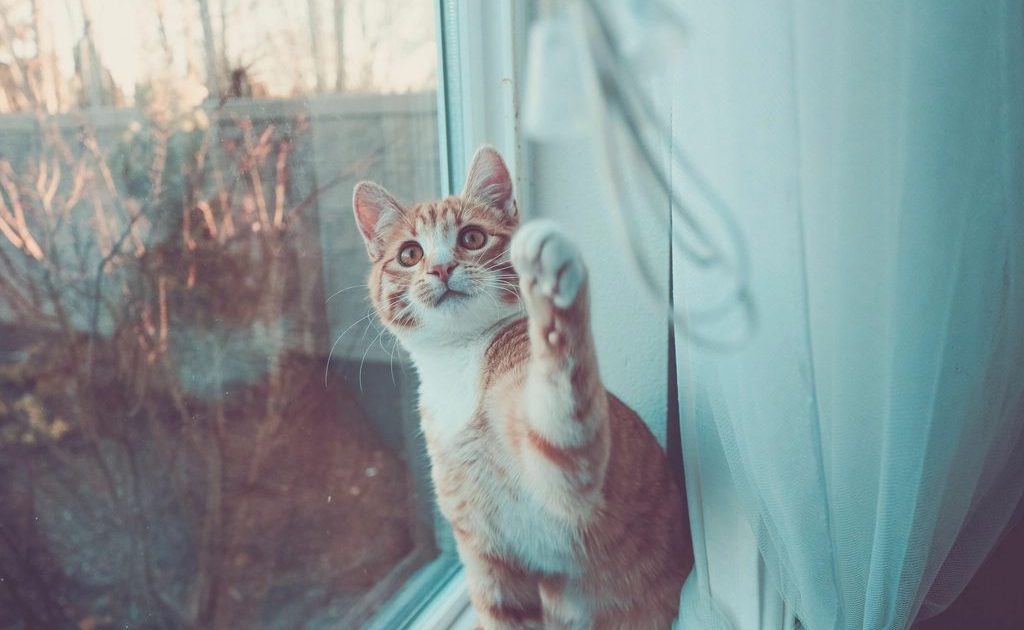 Gato em pé apoiado na janela, observando o lado de fora de casa