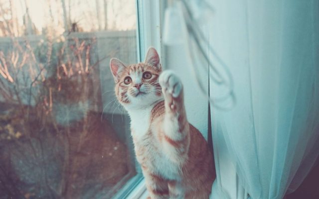 Gato em pé apoiado na janela, observando o lado de fora de casa