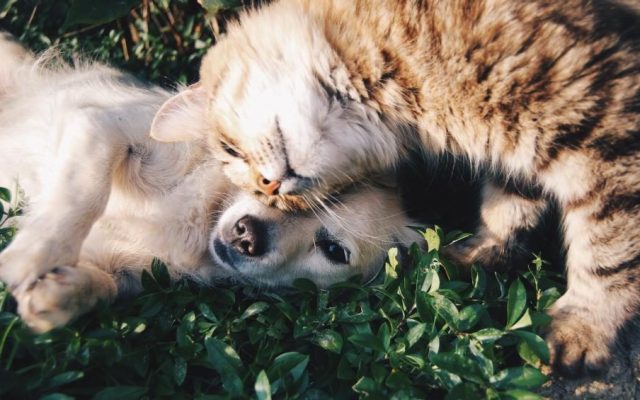 Cão e gato deitados juntos e relaxados sobre a grama