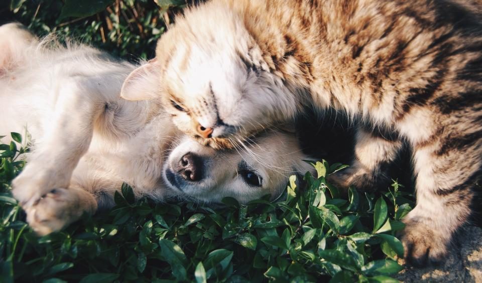 Cão e gato deitados juntos e relaxados sobre a grama