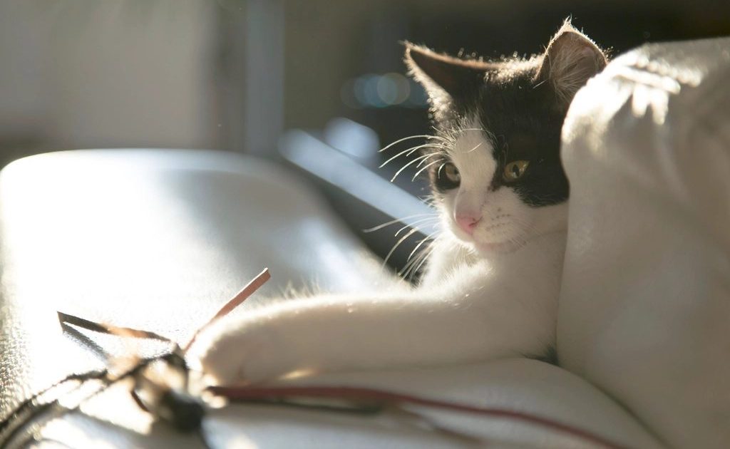 Gato brincando com um brinquedo de penas sobre o sofá