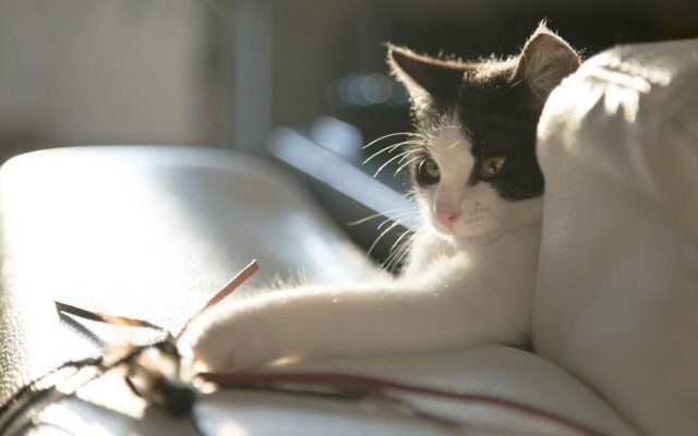 Gato brincando com um brinquedo de penas sobre o sofá