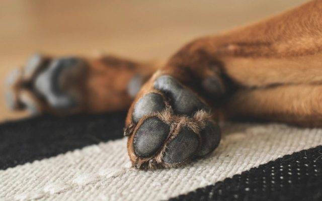 Close das patas de um cão deitado sobre um tapete