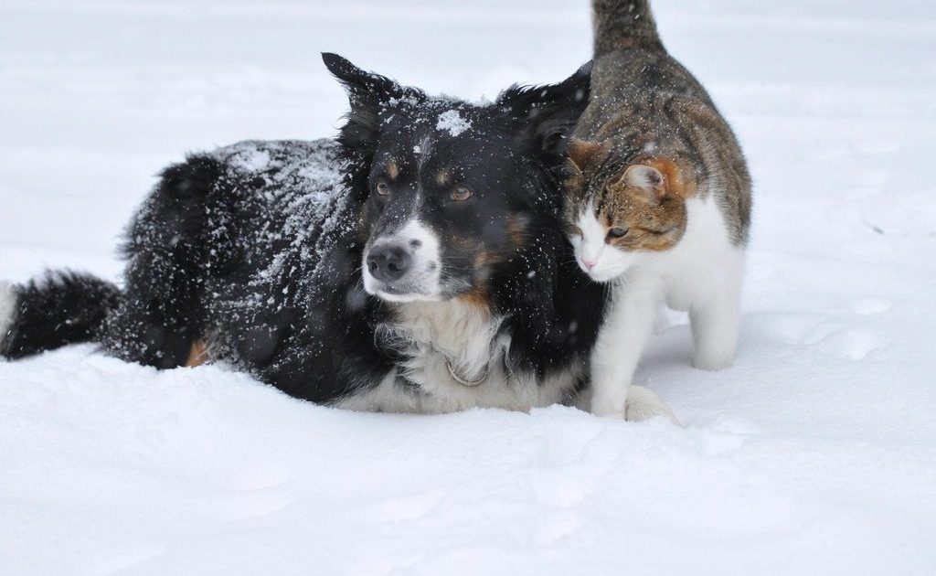 Cão e gato lado a lado na neve, convivendo com tranquilidade