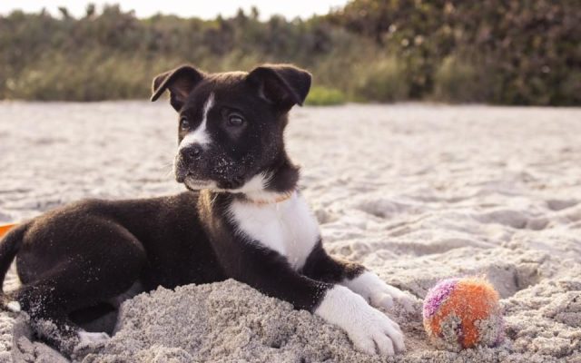 Filhote de cachorro deitado na areia ao lado de uma bola colorida