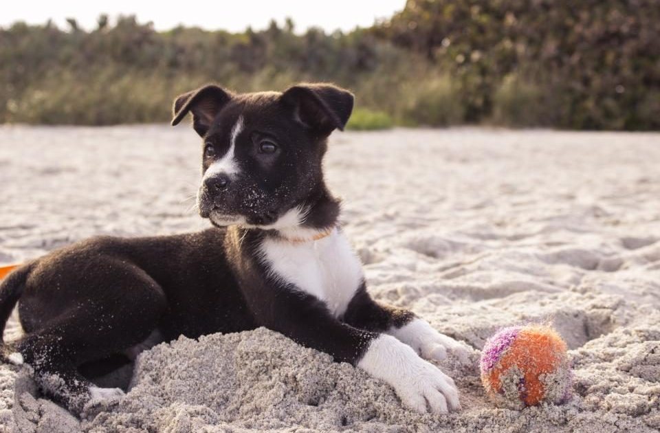 Filhote de cachorro deitado na areia ao lado de uma bola colorida