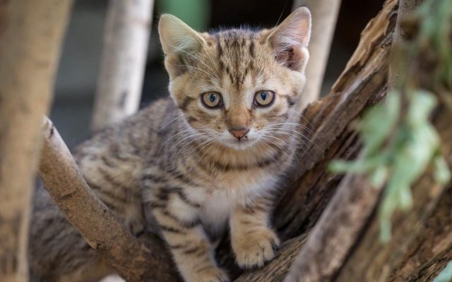 Filhote de gato explorando galhos de madeira em um ambiente enriquecido