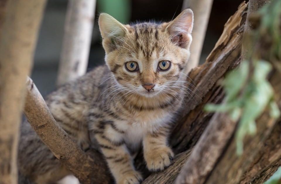 Filhote de gato explorando galhos de madeira em um ambiente enriquecido