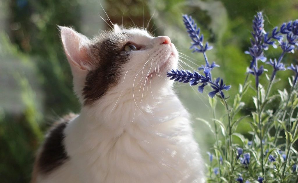 Gato cheirando flores de lavanda em um jardim