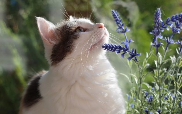 Gato cheirando flores de lavanda em um jardim