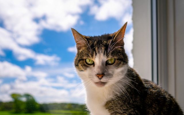 Gato sentado perto da janela, observando o céu enquanto está em casa
