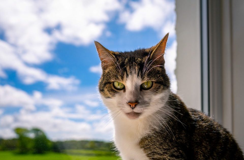 Gato sentado perto da janela, observando o céu enquanto está em casa