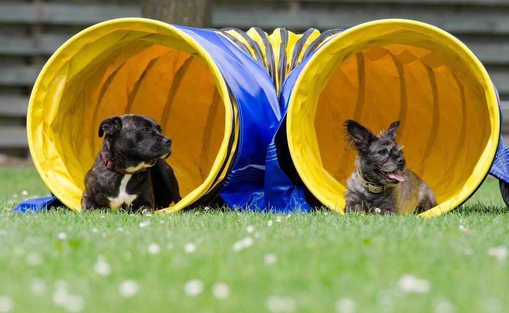 Dois cães dentro de túneis amarelos de agility na grama
