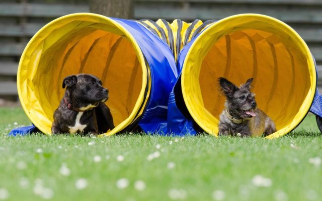 Dois cães dentro de túneis amarelos de agility na grama