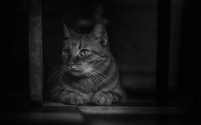 Gato deitado em ambiente escuro, com olhos atentos durante a noite