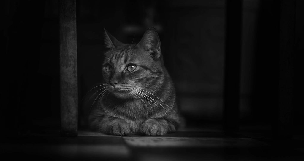 Gato deitado em ambiente escuro, com olhos atentos durante a noite
