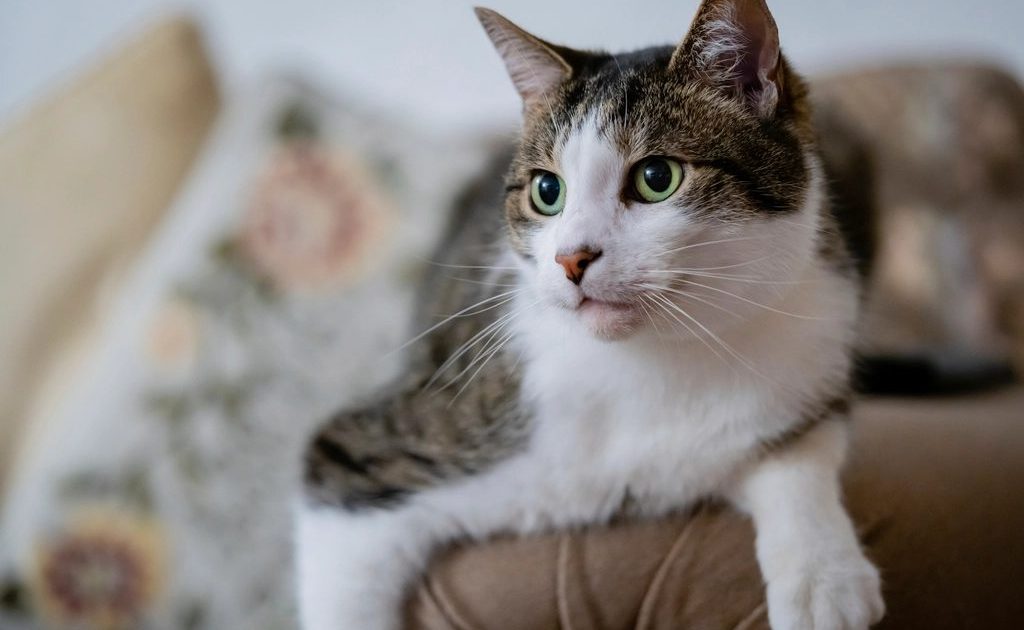 Gato deitado no braço do sofá, olhando para a câmera