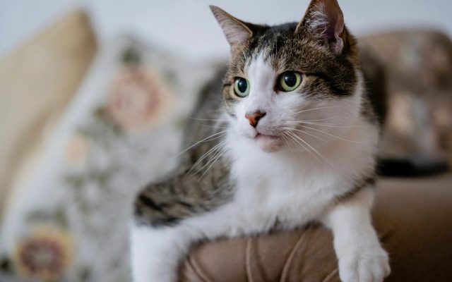 Gato deitado no braço do sofá, olhando para a câmera