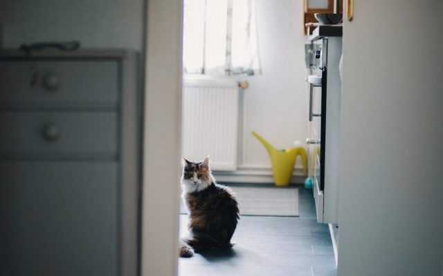 Gato sentado no chão de um cômodo claro da casa, perto da porta
