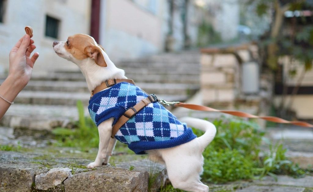 Cão pequeno de roupinha olhando atento para a mão do tutor durante um treino