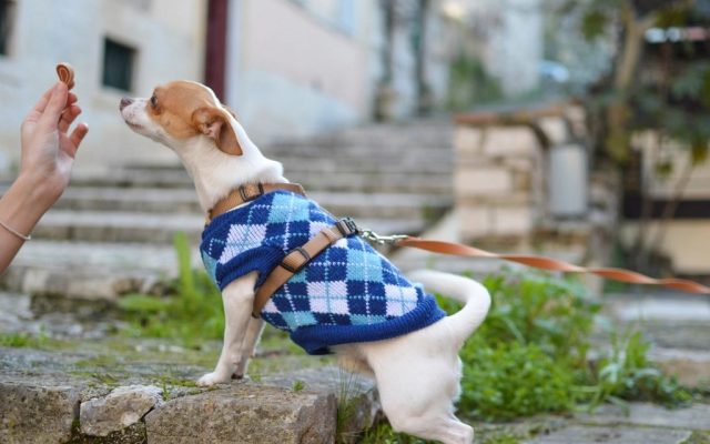 Cão pequeno de roupinha olhando atento para a mão do tutor durante um treino