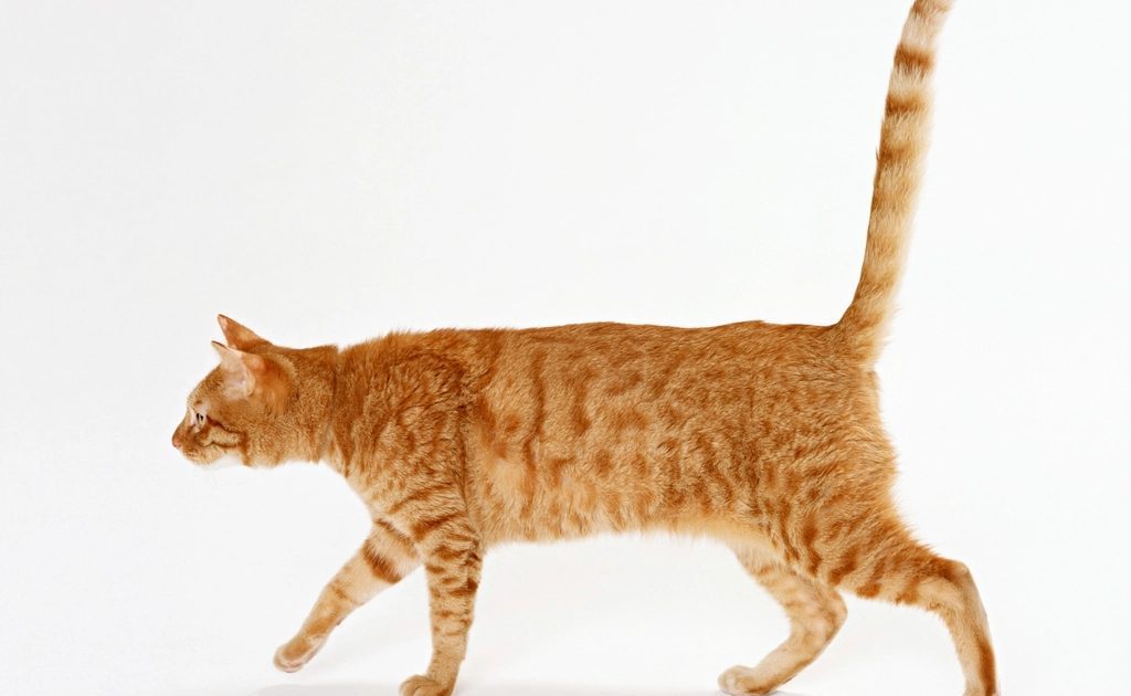 Gato laranja caminhando com o rabo erguido, sinal de postura confiante